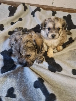 2 băieței Bichon  - imagine 2