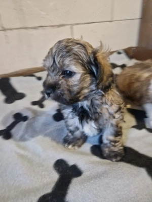 2 băieței Bichon  - imagine 4