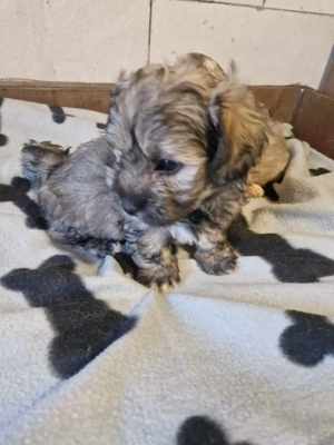 2 băieței Bichon  - imagine 3