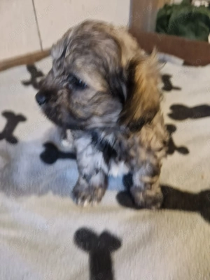 2 băieței Bichon  - imagine 5