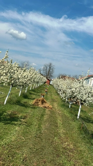 Livadă cu vedere la drum principal, intravilan 3500 mp, 20 min de Timișoara - imagine 4