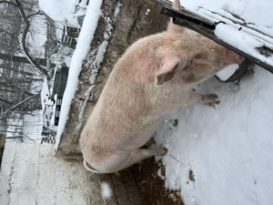 Vând porc !!