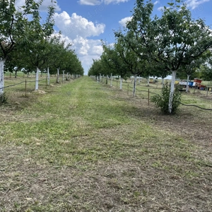 Livadă cu vedere la drum principal, intravilan 3500 mp, 20 min de Timișoara - imagine 7