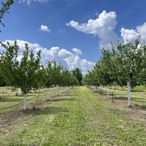 Livadă cu vedere la drum principal, intravilan 3500 mp, 20 min de Timișoara - imagine 8