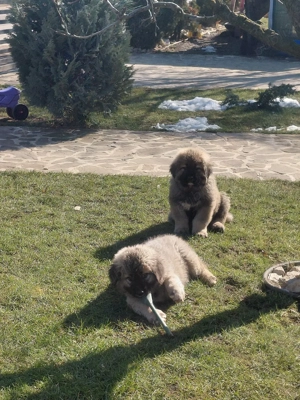 vand caini caucazieni - imagine 3