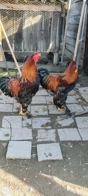 Vând 2 cocoși de anul trecut  - imagine 4