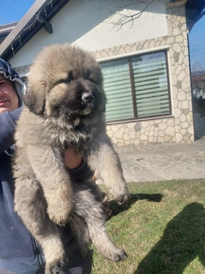 vand caini caucazieni - imagine 2