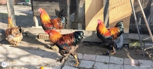 Vând 2 cocoși de anul trecut  - imagine 3