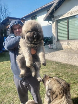 vand caini caucazieni