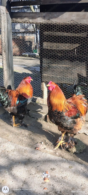 Vând 2 cocoși de anul trecut  - imagine 2