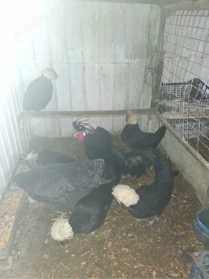  2 gaini si 1 cocos Paduane,Motate Olandeze, Australop - imagine 5