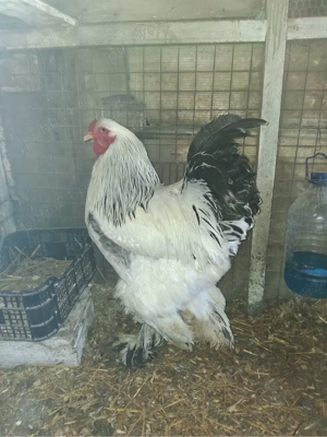 Pereche pauni si fazani comun si tenebros.Cocosi Brahma - imagine 3