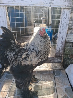 Pereche pauni si fazani comun si tenebros.Cocosi Brahma - imagine 2