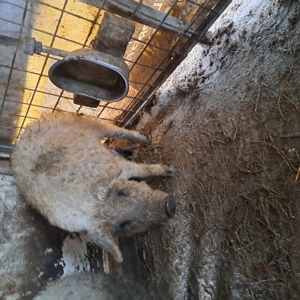 Vierut mangalita de vânzare, Mizil,Prahova