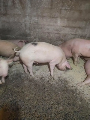 Porci de vanzare 70-130 kg Iernut  - imagine 4