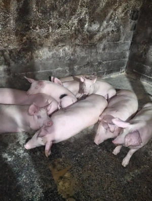 Porci de vanzare 70-130 kg Iernut 