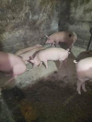 Porci 70-130 kg Iernut - imagine 3