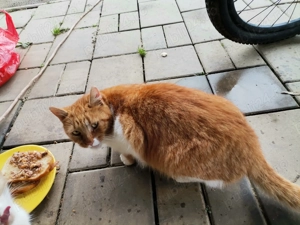 Donez pisică Gestantă - imagine 2