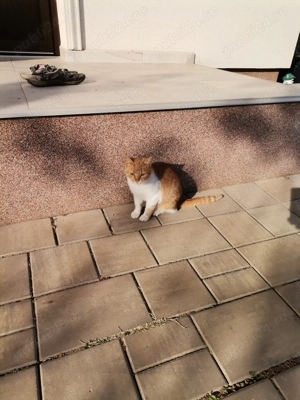 Donez pisică Gestantă - imagine 4