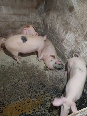 Porci de vanzare 70-130 kg Iernut  - imagine 3