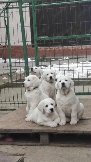 catei ciobanesc de asia centrala - imagine 5