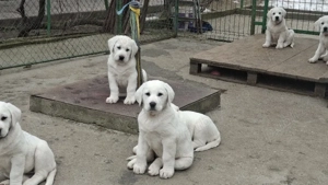 catei ciobanesc de asia centrala - imagine 3