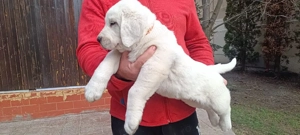 catei ciobanesc de asia centrala