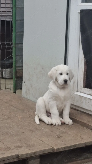 catei ciobanesc de asia centrala - imagine 4