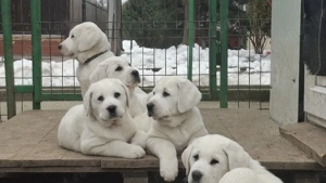 catei ciobanesc de asia centrala - imagine 2