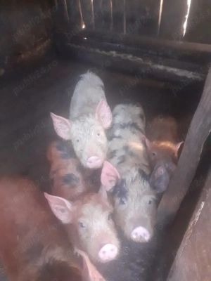 Vand purcei rasa petrean cu duroc