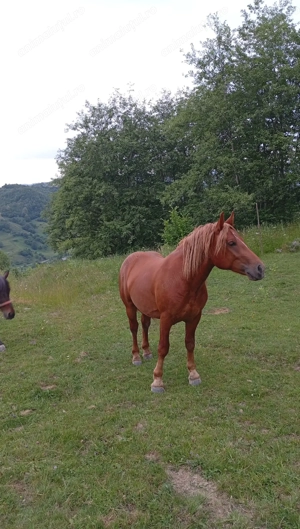 De vânzare! - imagine 2