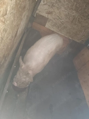 Porc de vânzare 