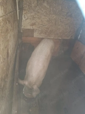 Vând porc  - imagine 2