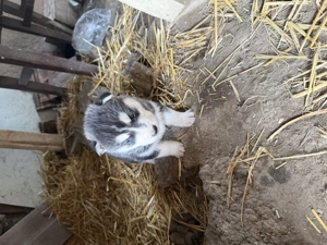 Vand 2 femele Husky Siberian in varsta de 7 saptamani