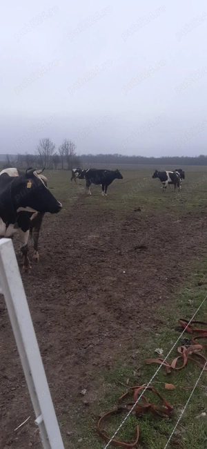 Vand 20 de vaci de lapte din rasa BNR ,unele fătate altele gestante . - imagine 2