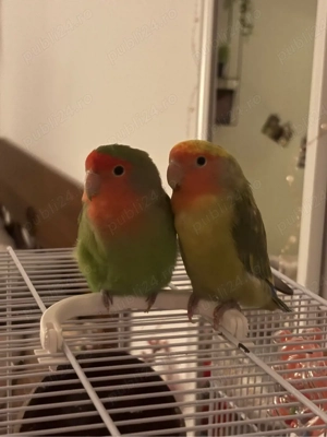 papagali agapornis pereche cu colivie - imagine 3