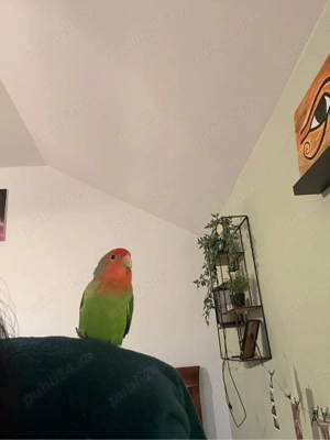 papagali agapornis pereche cu colivie - imagine 4