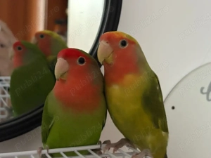 papagali agapornis pereche