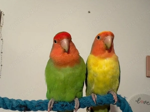 papagali agapornis pereche cu colivie - imagine 2