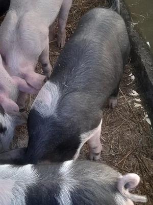 porc.         - imagine 5