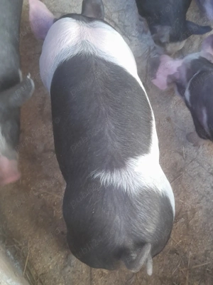 porc.      - imagine 2