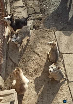 Catelusi Husky Siberian