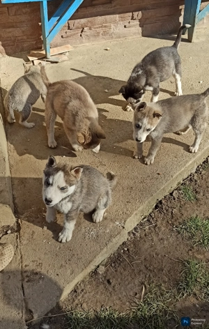 Catelusi Husky Siberian - imagine 2