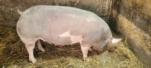  pietrean gestanta  - imagine 2