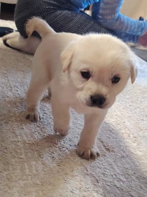 Căței Labrador Golden  - imagine 4