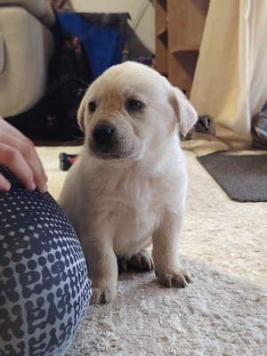 Căței Labrador Golden  - imagine 3