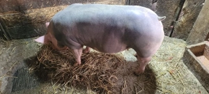  pietrean gestanta  - imagine 3