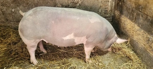  pietrean gestanta  - imagine 4