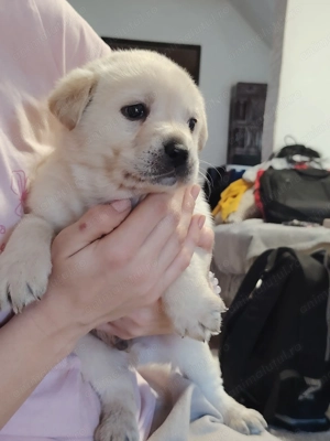 Căței Labrador Golden  - imagine 2
