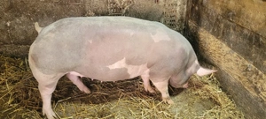  pietrean gestanta  - imagine 5